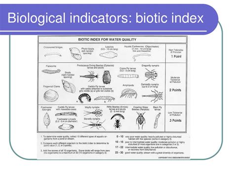 organisms that are used to assess water quality